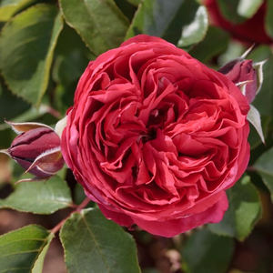 Nostalgična ruža - Ruža - Ruban Rouge® - 